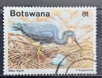 [Birds - Slaty Egret, Tipe QM]