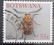 [Beetles, type ACR]
