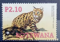 [Endangered Species - Black-footed Cat, Typ ARI]
