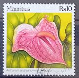 [Anthurium Species, type AEB]