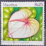 [Anthurium Species, type AEC]