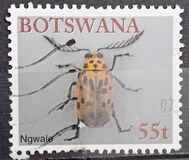 [Beetles, type ACR]