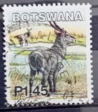 [Mammals, type ACA]