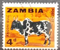 [Local Motifs, type E]