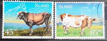 [Icelandic Cattle, 類型 ACZ]