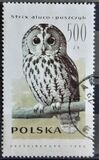 [Owls, 类型 DDZ]