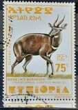 [Menelik´s Bushbuck, type AZF14]