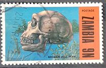 [Prehistoric Animals - Fossils from the Luangwa Area, type CN]