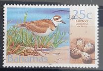 [Birds and their Eggs, type AKG]