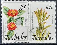 [Plantas silvestres., tipo YI]