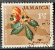 [Local Motifs, סוג FY]