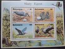 [Birds - Slaty Egret, Typ QM]