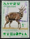 [Menelik´s Bushbuck, type AZF18]