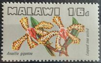 [Orchids of Malawi, type CB]