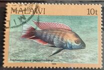 [Fish, Вид MK]
