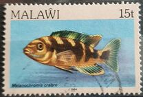 [Fish, type ML]