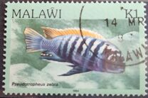 [Fish, type MR]