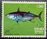 [Fish, Typ F]