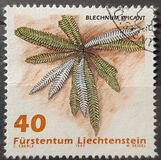 [Ferns, type AKL]