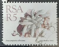 [Succulents, type ZV]