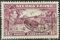 [King George VI - Rice Harvest, ประเภท AE1]