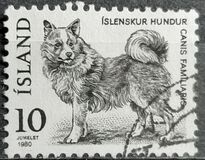 [Fauna - Icelandic Dog and Arctic Fox, tip LN]