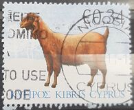 [Fauna - Domestic Animals, тып ALT]