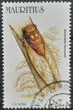 [Cicadas, tip ACK]
