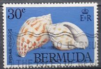 [Sea Shells, type KI]