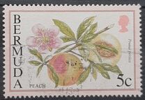 [Flowering Fruits, type TK]