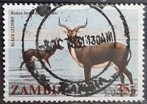 [Local Mammals, tipas JK]