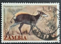 [Local Mammals, tipas JL]