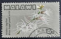 [Orchids of Malawi, type BZ]