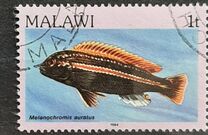 [Fish, type MF]