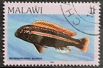 [Fish, type MF]
