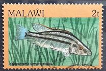[Fish, type MG]