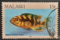 [Fish, type ML]