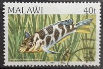[Fish, type MO]