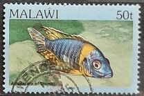 [Fish, type MP]