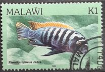 [Fish, type MR]