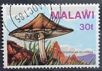 [Fungi, type NN]