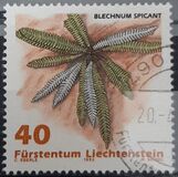[Ferns, jenis AKL]