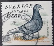 [Doves and Pigeons, type BTG]