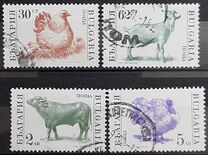 [Domestic Animals, տեսակ EKH]