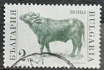 [Domestic Animals, տեսակ EKJ]