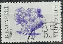 [Domestic Animals, տեսակ EKK]