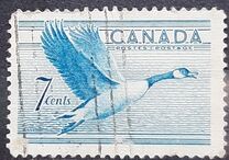 [Birds - Canada Goose, Typ GD]