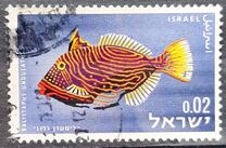 [Red Sea Fish, type JJ]