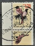 [Songbirds, type AUH]