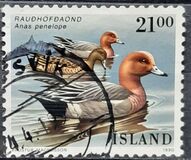 [Birds - Ducks, type RP]